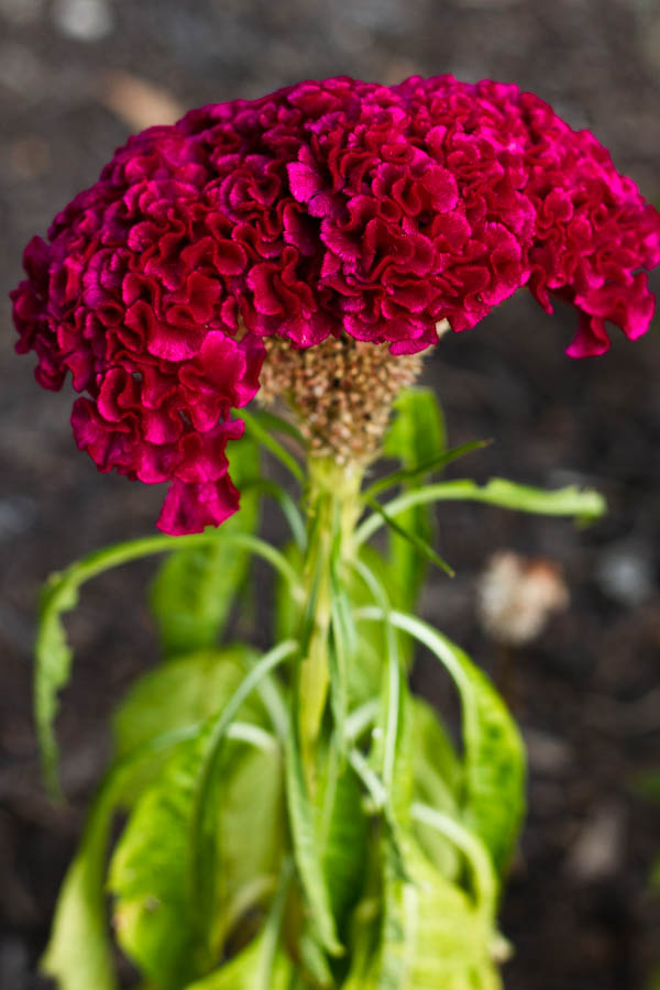 Cockscomb flower