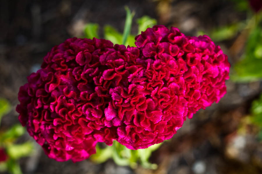 Cockscomb flower