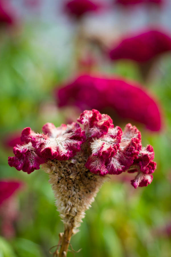 Cockscomb flower