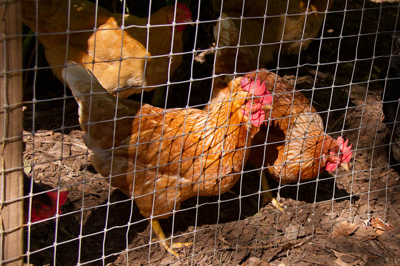 Chickens at Oakhurst Community Gardens