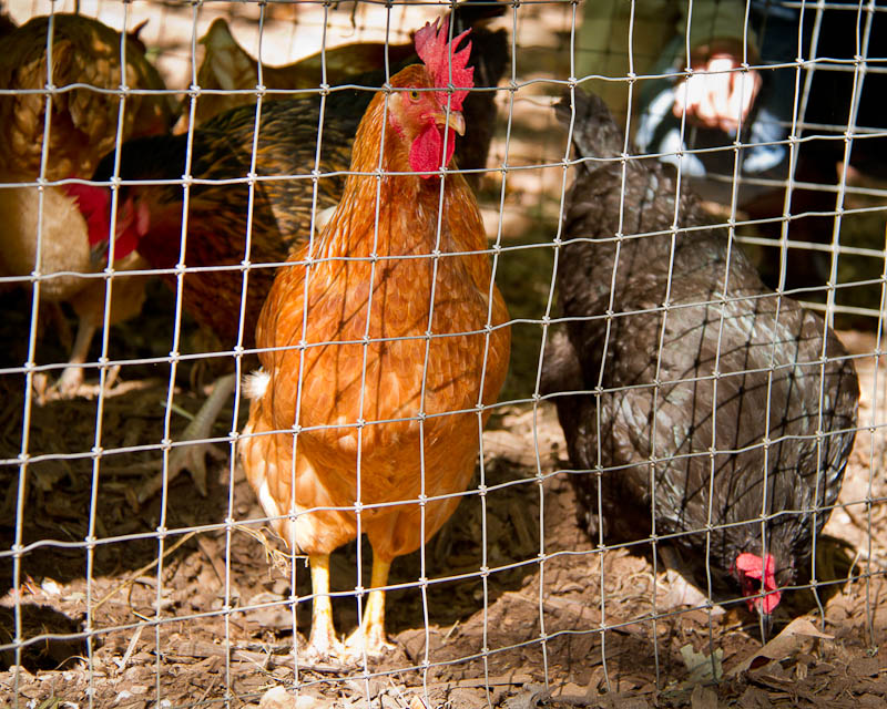 Chickens at Oakhurst Community Gardens