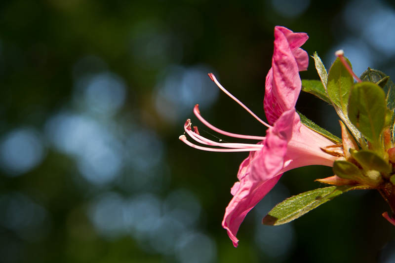 Pink Azalea welcomes spring