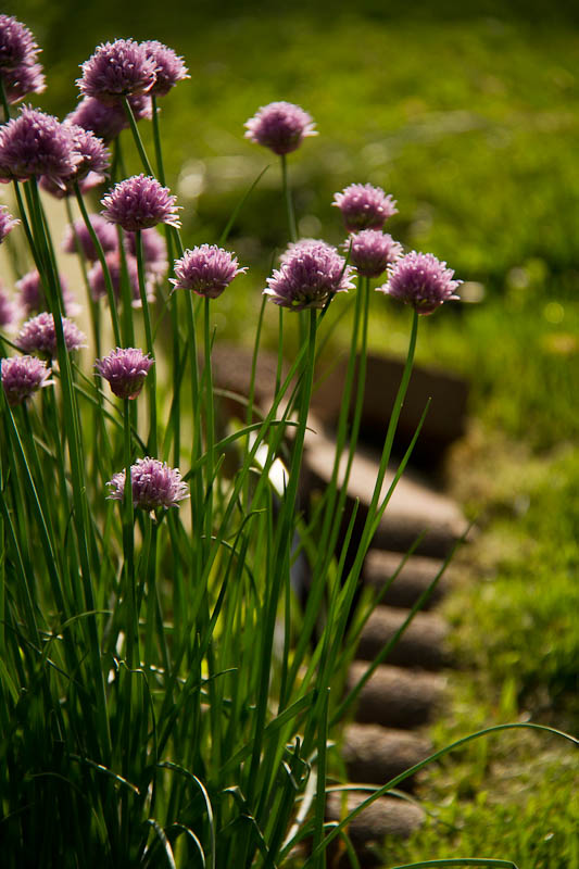 Chive flowers with hair light