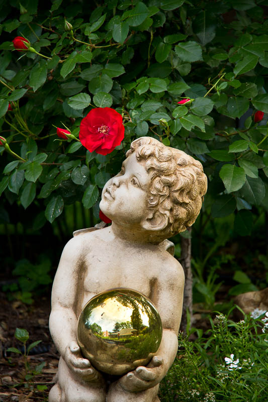 Cherub smells the knock out roses