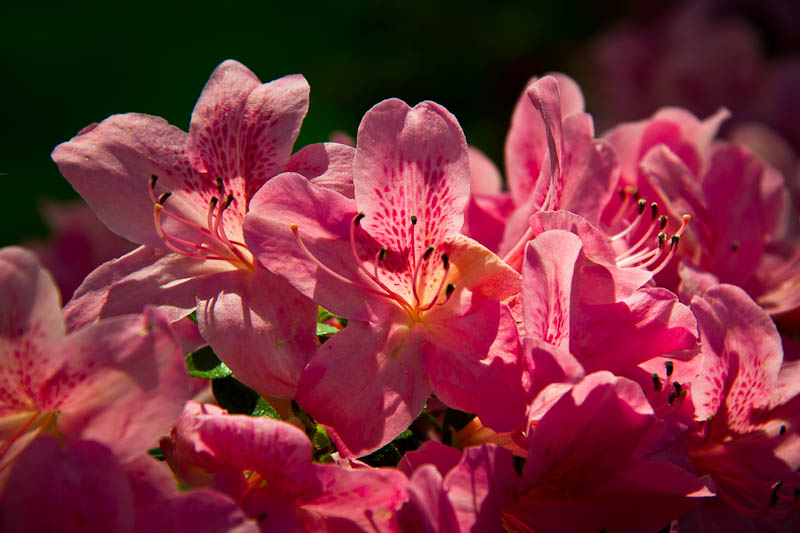 Pink Azelia cluster soak up the sun