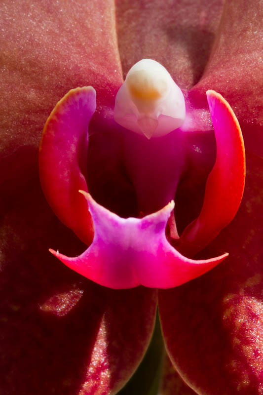 Orchid Delight