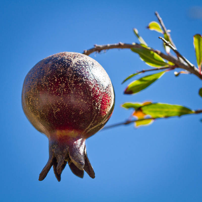 Purple Pomegranate Kisses the Sky