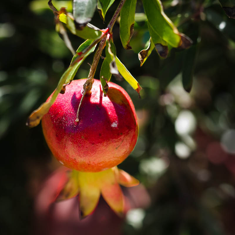 Red Pomegranate Dangles on the Bush