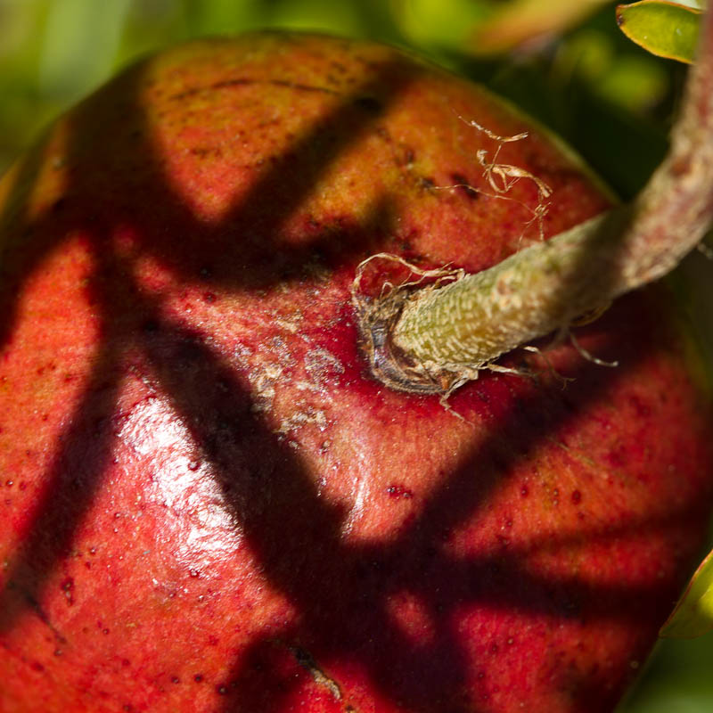 Red Pomegranate Shadows