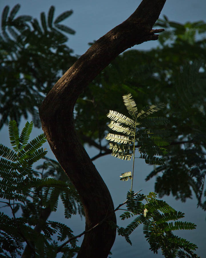 Light Play on Mimosa Leaf Over Water