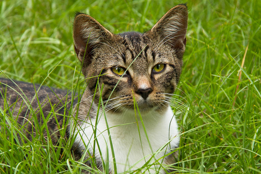 Country Cat Reclining in the Grass - Swainsboro, GA