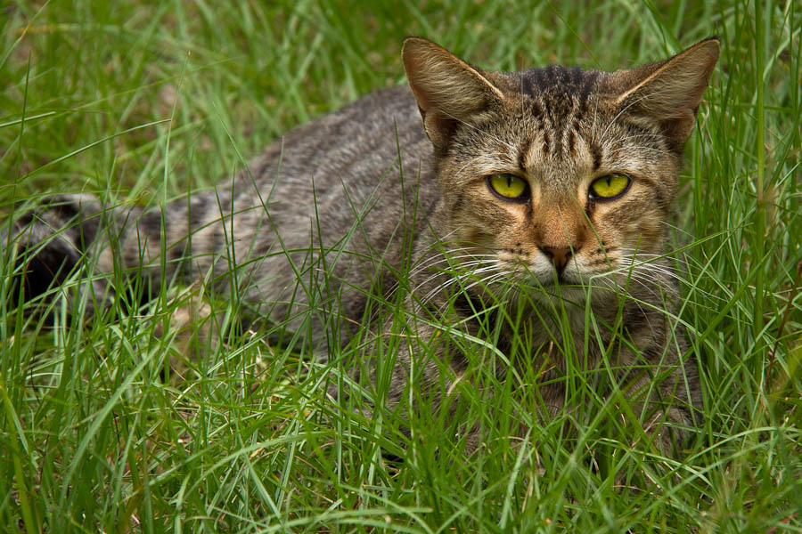Country Cat Looking Serious in the Grass - Swainsboro, GA