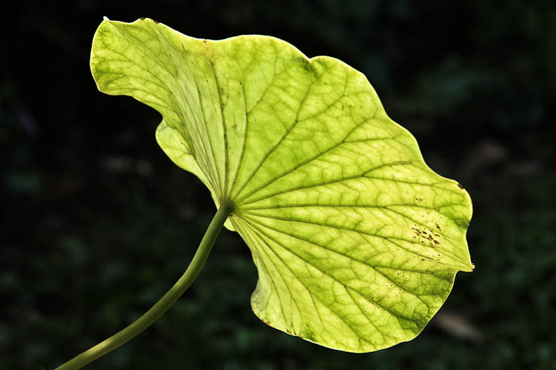 Lotus leaf dancing in the sun