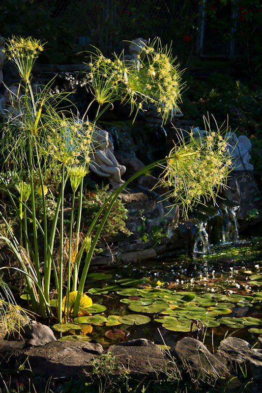 Papyrus plant grows in the pond
