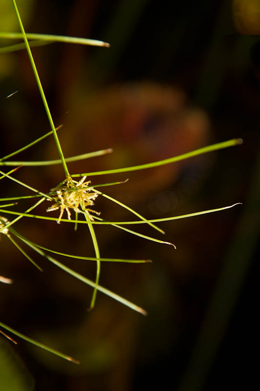 Papyrus needles with sunburst