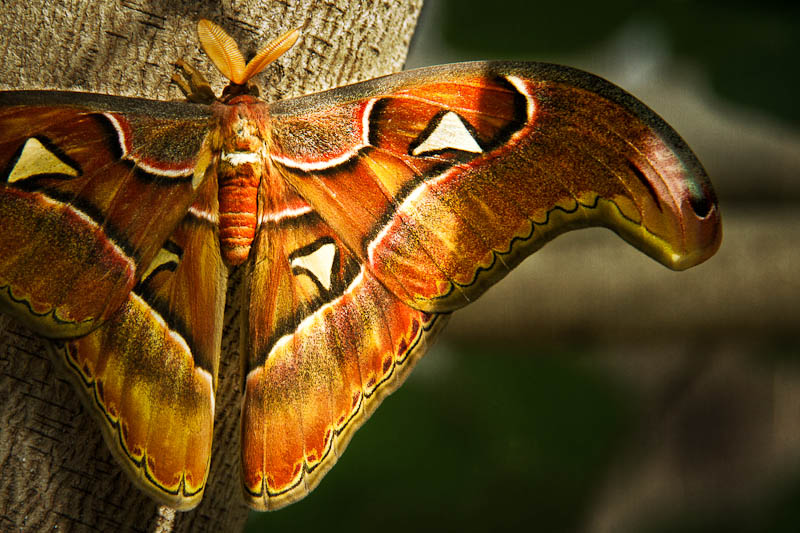 Brown, orange butterfly
