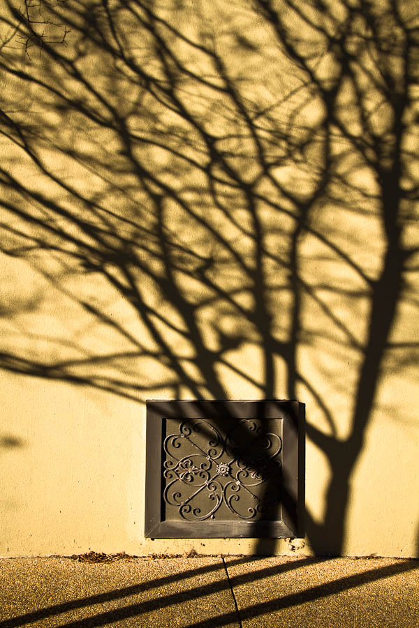 Sunset shadow tree in Tupelo, MS