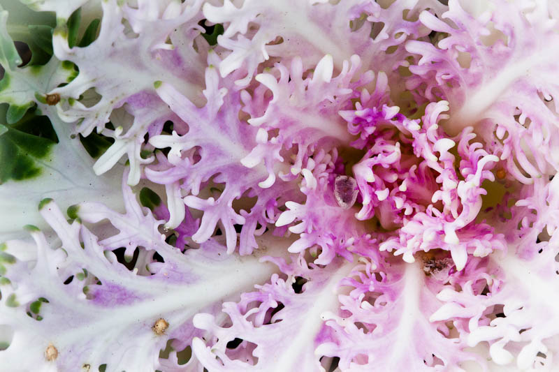 Purple and White Flowering Kale