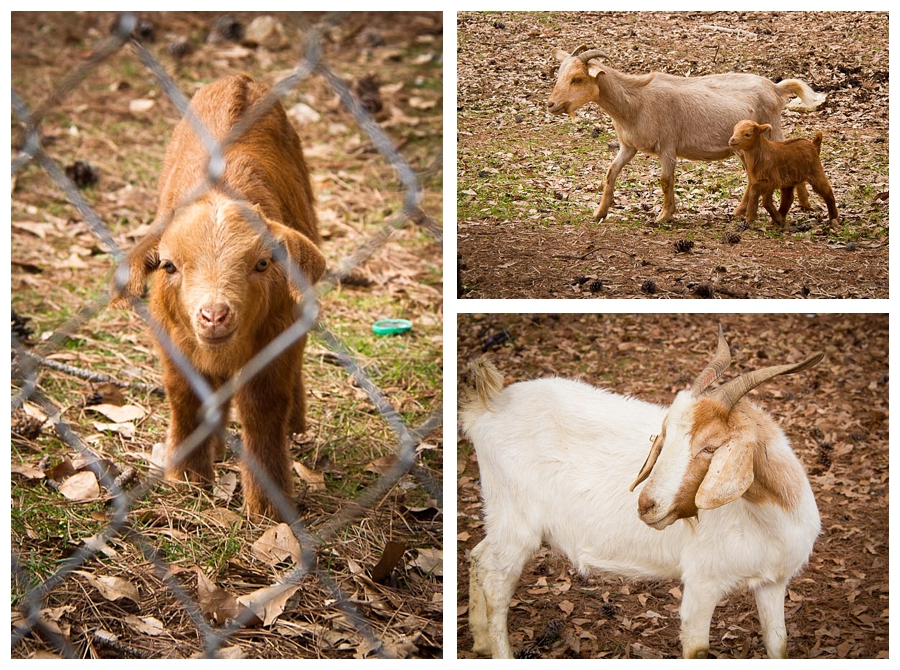 Goats of Lithonia, GA