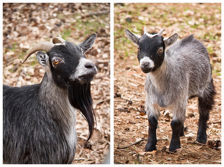 Goats of Lithonia, GA photo