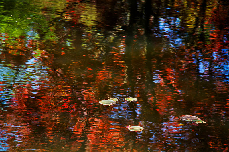 Floating in Color | Gibbs Garden waterlily pond