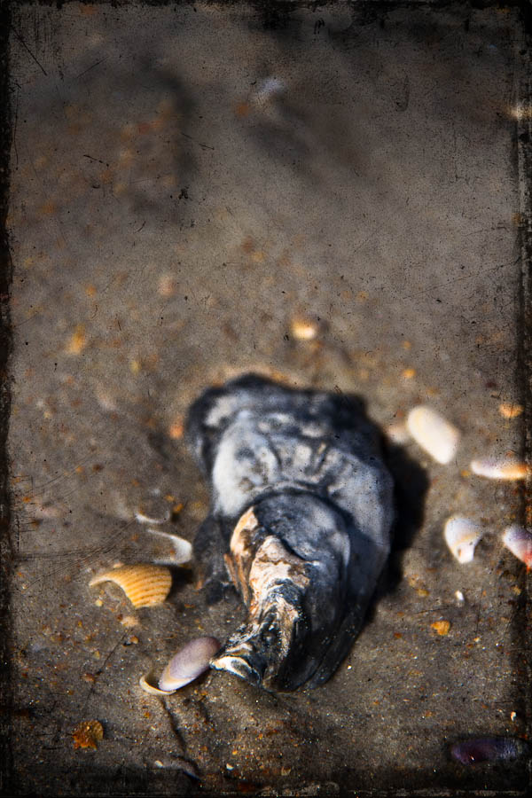 Weathered oyster shell on the beach  | Vilano Beach, FL