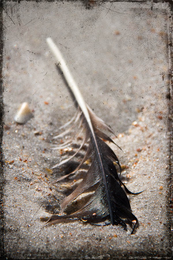 Used feather on Vilano Beach