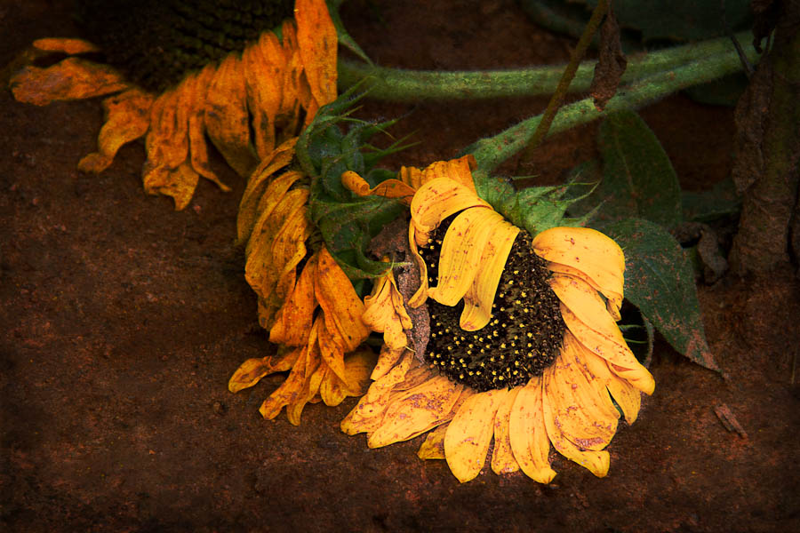 Sunflowers left behind | Sunflower Festival, Rutledge, GA