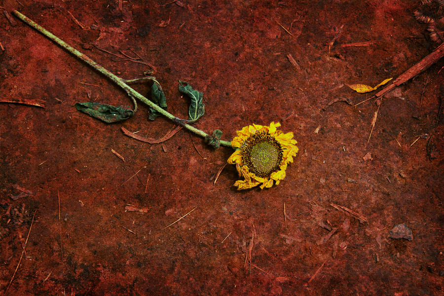 Sunflower lost in red Georgia clay | Sunflower Festival, Rutledge, GA