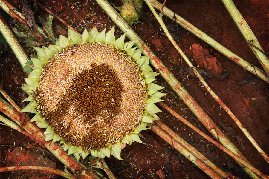 Old sunflower has lost her petals | Sunflower Festival, Rutledge, GA